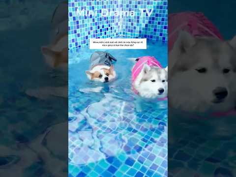 Cậu chủ láu cá và Tiểu Cẩu bướng bỉnh.#shorts