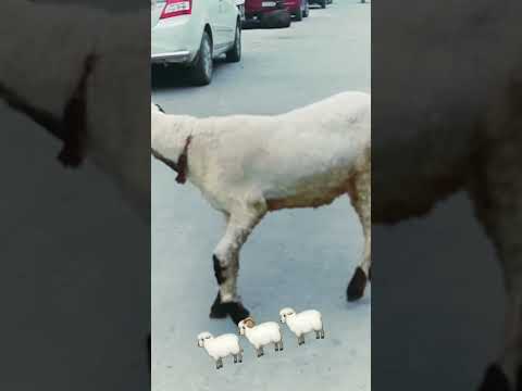 bakra baaj 💪🤙💞💪.......bhed baby 🐑🐑.......🐏🐑🐏.....#new #hashtag @bakrabaaj8555