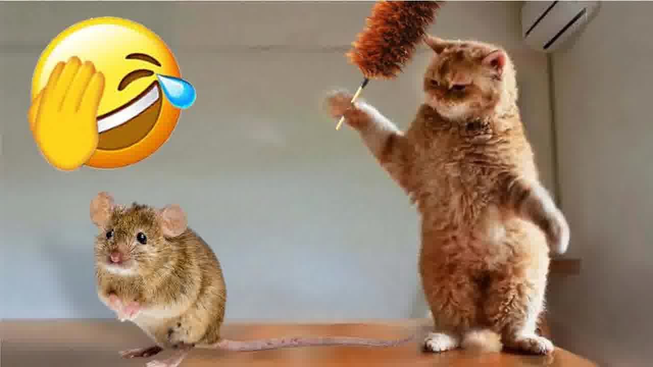 😘 So Funny! Funniest Cats and Dogs 🤣 Funny Animal Videos 2024 😍😸