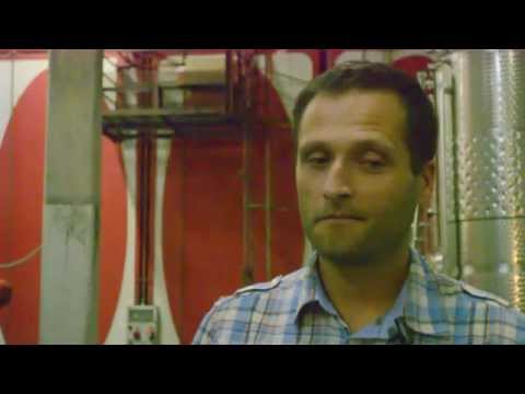 Kakšno je delo enologa v vinski kleti?