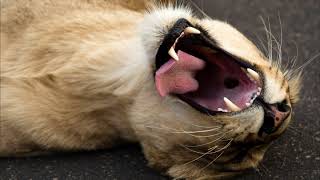 Uno sbadiglio speciale in 24 click