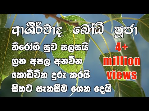 Ashirwada Bodhi Puja  - ආශිර්වාද බෝධි පුජා