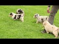 Australian Shepherd dogs for sale: Rosie - Video 1