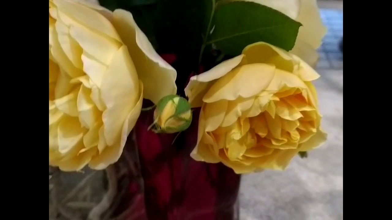 Роза Golden Celebration