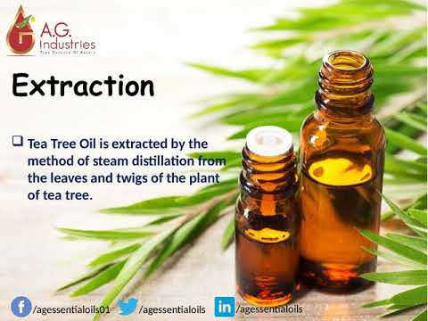 Tea Tree Herb Essential Oil