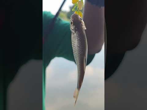 HERMOSO LUGAR DE PESCA EN FRAILE PINTADO - JUJUY - ARGENTINA