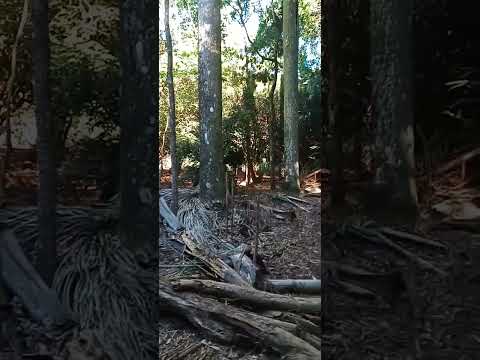 Jataizinho Pr #londrinaeregiao #paraná #paranaense