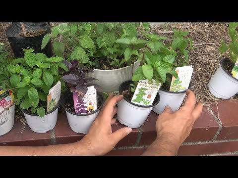 防蚊植物ローズマリーポット