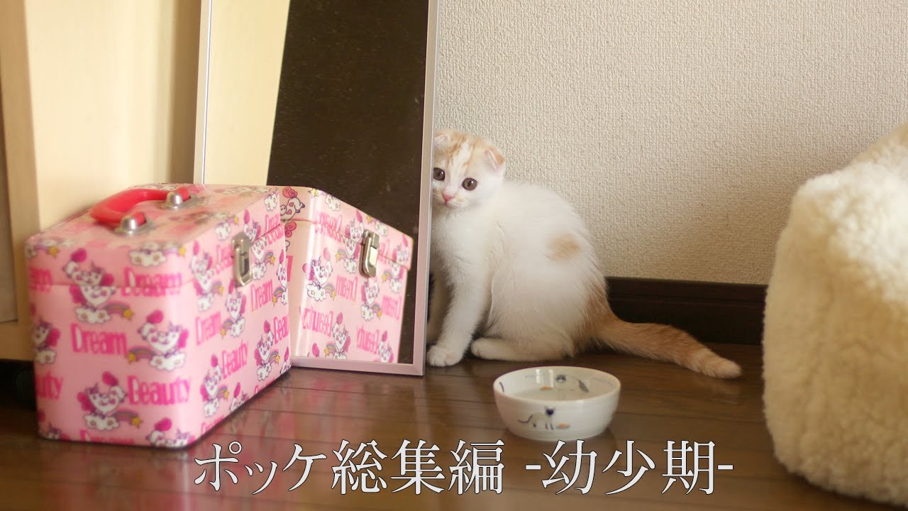 ポッケ総集編　-幼少期-