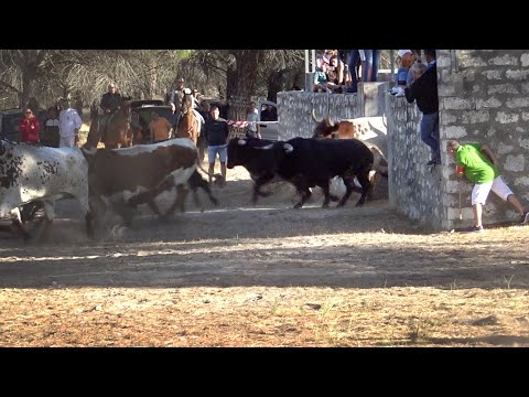 Toros Bravos Arabal de Portillo 2022