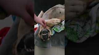 Video preview image #1 Bulldog-Unknown Mix Puppy For Sale in Miami, FL, USA