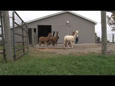 Scenic Stops: StarGazer Farm