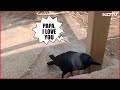 Talking Crow Viral Video This Crow Talks Like A Human Watch Viral Video