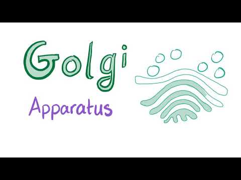 image-What is a real life example of a Golgi body?