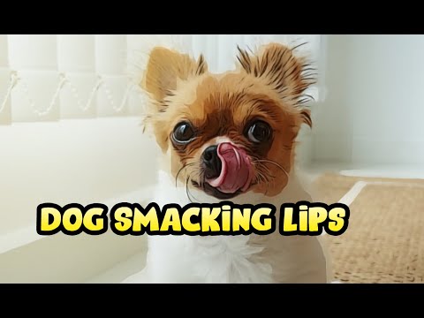 Dogs smacking their lips once in a while