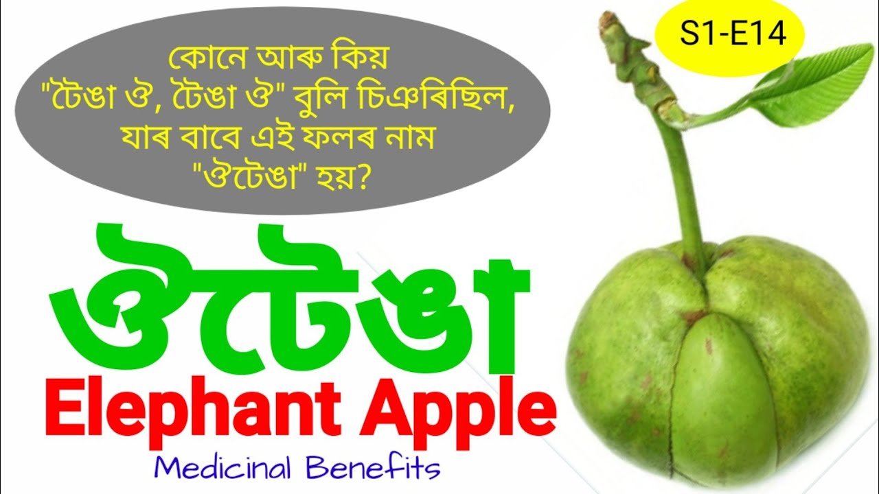 Benefits of Elephant Apple || Dillenia Indica || ঔটেঙাৰ ঔষধি গুণাগুণ || S1-Ep#14