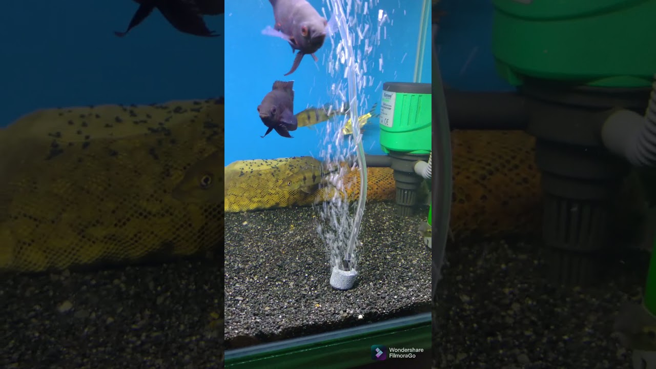 Įkraunamas burbuliatorius oro pompa Įkraunamas burbuliatorius oro pompa