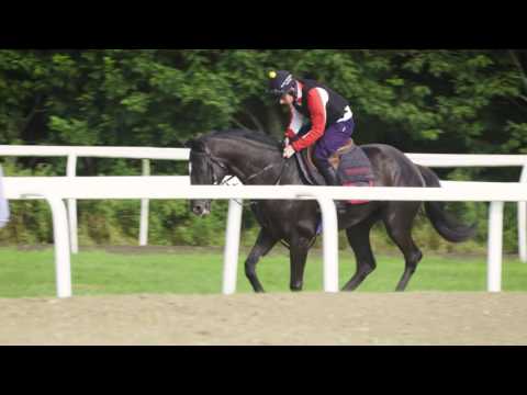 Ditcheat Thoroughbreds Racehorse Syndicate Garo De Juilley introduced by Paul Nicholls