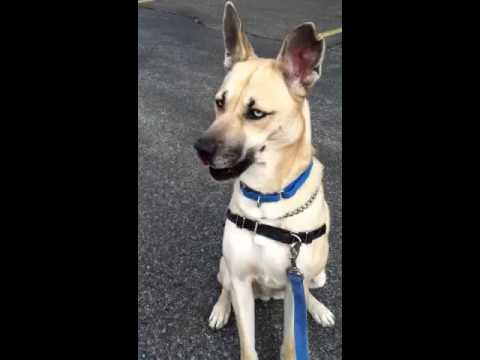 Queenie, an adopted German Shepherd Dog & Husky Mix in Bayside, NY_image-1