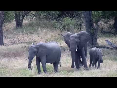 Djuma: Elephants drinking at the dam and then grazing-Part:2 - 10:44 - 03/09/2022