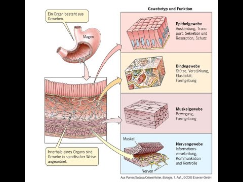 Zellverbindungen, Histologie (Vorlesung Zellbiologie Teil 16)