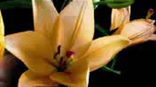 Senza Fortuna 🎶💘🎶  Pupo 🎶💘🎶