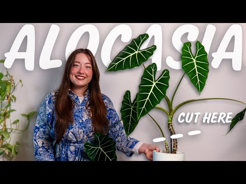 Alocasia Frydek Propagation | 2 Months of Corms vs. Stem Cuttings