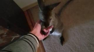 Wallaby Joey love