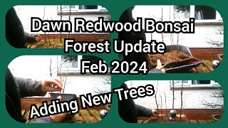Dawn Redwood Bonsai Forest Update Feb 2024