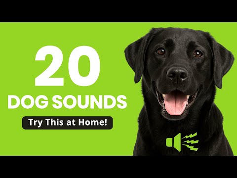 20 Dog Sounds Every Dog Owner Should Try at Home 🐶