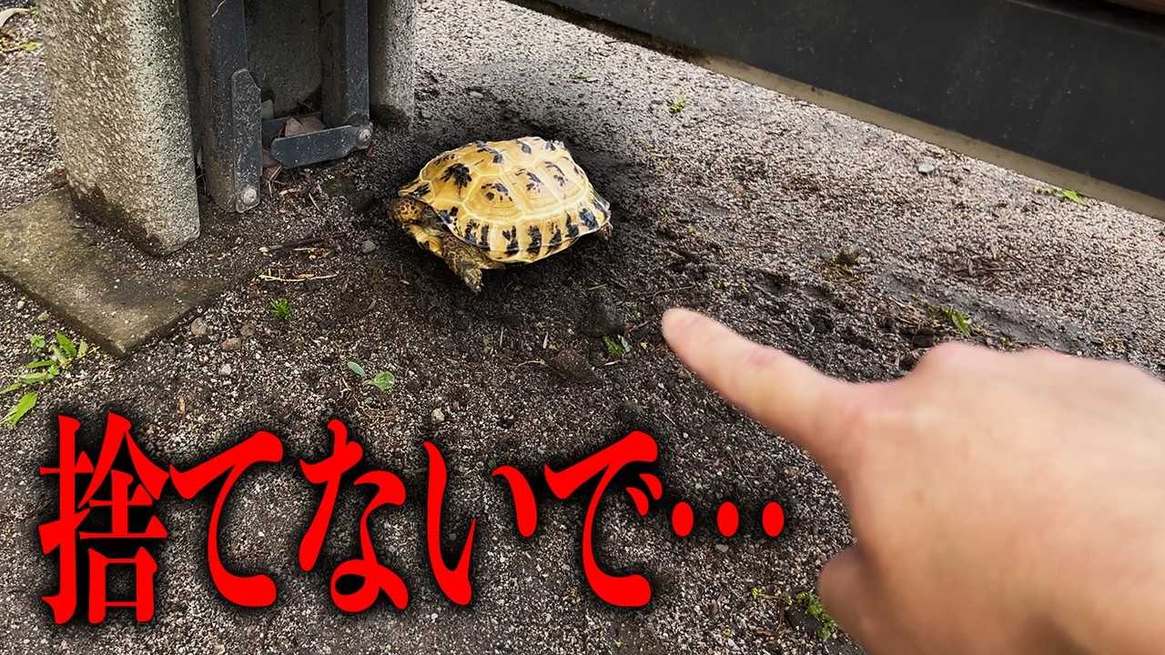 飼い主を失くしたカメを引き取りました