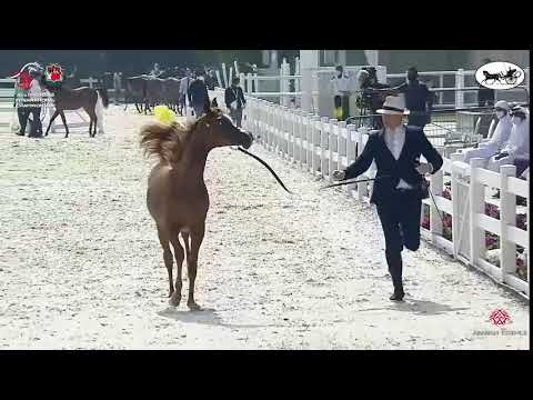 N 5 AL ARYAM SHAQRA   Abu Dhabi International Arabian Horse Championship 2021   Yearling Fillies Cla