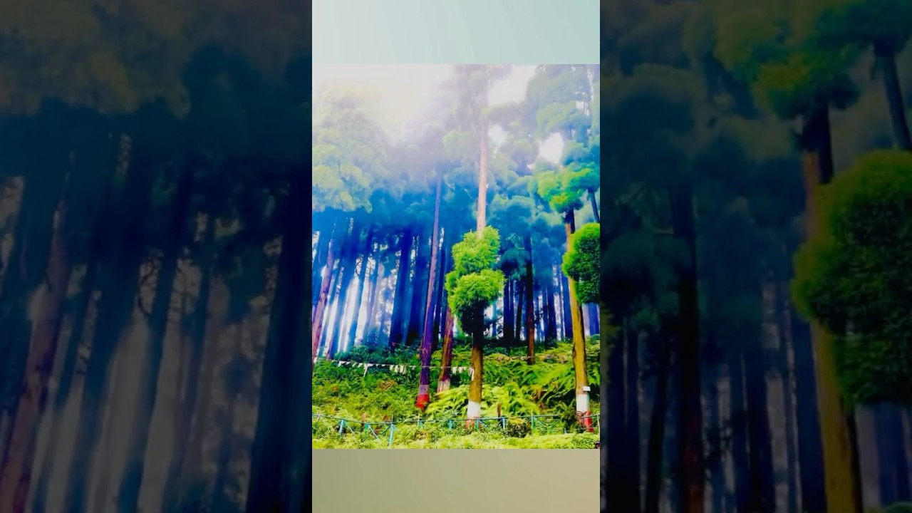 #music #northbengal #shortvideo #kalingpong #travel #trendingshorts #kolkata #youtubeshorts