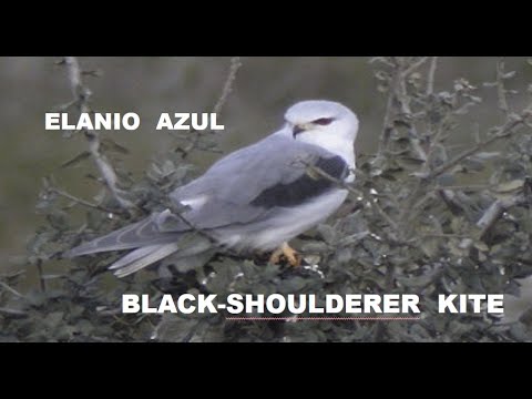 ELANIO AZUL | BLACK-SHOULDERED KITE | Elanius caeruleu