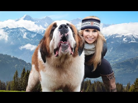 DER BERNHARDINÄRHUND – RIESIGER ALPENRETTER