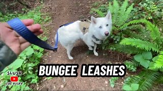 How to Use Bungee Shock-Absorbing Leashes With Your Dog