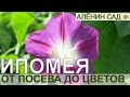 ИПОМЕЯ от посева до цветения. Как лучше выращивать ипомею ИПОМЕЯ от посева до цветения. Как лучше выращивать ипомею