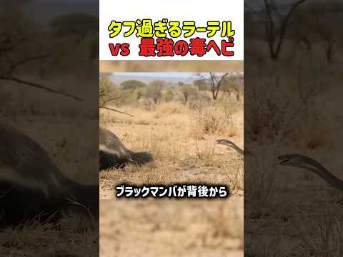 【衝撃】最強の毒ヘビ vs 地上最タフな生物。死闘の末に待ち受けていた、信じられない結末  #ブラックマンバ #ラーテル #動物の生態 #弱肉強食 #サバイバル #決闘 #shorts #雑学