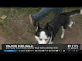 Missing OC Dog Found 700 Miles Away In New Mexico - KCAL News Missing OC Dog Found 700 Miles Away In New Mexico