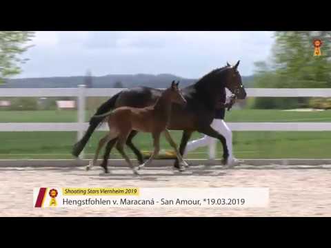 Fohlen von Maracana - San Amour