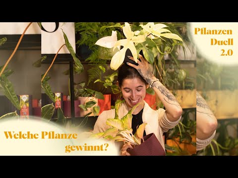 This or That: Alocasia, Monstera, Philodendron & Co. im ultimativen Zimmerpflanzen-Duell! 🌿
