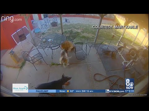 Police site owner of dog who attacked neighbor's dog; local attorney explains pet owners legal right