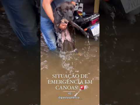 Ajudem protetores de Canoas/RS no resgate de cães abandonados nas enchentes. Vídeo de hoje, 03/05