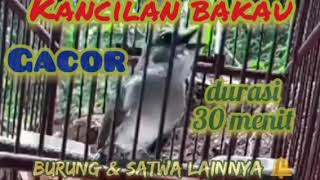 Download lagu Suara burung kancilan bakau panjang merdu ampuh untuk pikat mp3 Download lagu Suara burung kancilan bakau panjang merdu ampuh untuk pikat mp3
