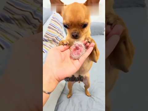 Adorable Hedgehog Glow-Up.#animals #wildlife #wildanimals #cute #cuteanimals #trendy #hedgehog#short