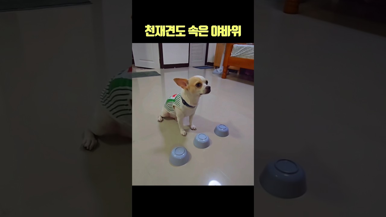 🐶 천재견도 속은 야바위 🎲 #강아지 # 웃긴영상 #더빙