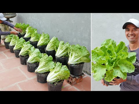 Tips to growing large chinese cabbage is as fast as blowing, very easy for beginners