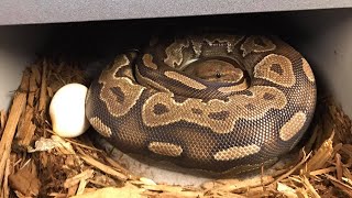 Pulling Cinnamon x Cinnamon OD Het Gstripe Ball python Clutch LIVE!