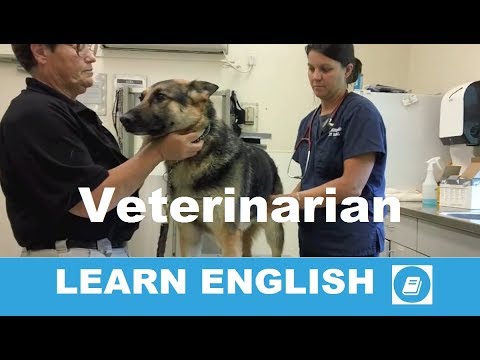 Veterinarian - Intermediate Listening Test