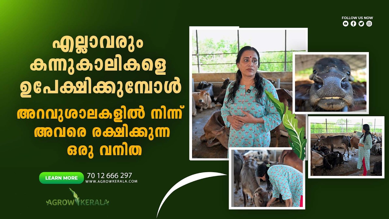 A woman who saves livestock from slaughterhouses when everyone else is abandoning them